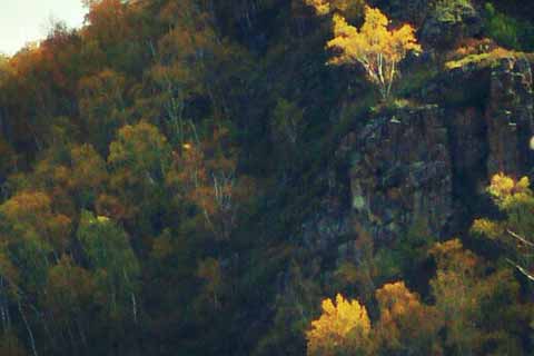 �Ƹ�����ŵ���