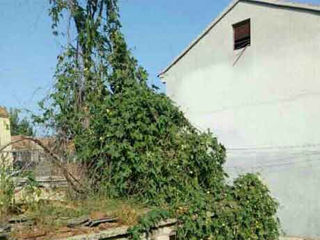 Ŷ����Ƭ����