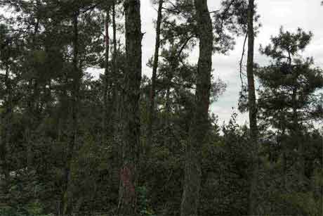 �����·���������