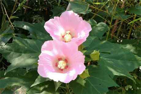 ��Ҫ�뿪������