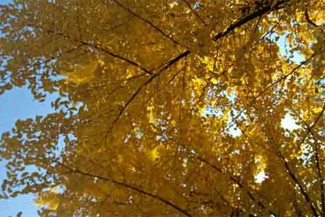 ����������ӵ������