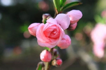 ��һ��ʱ��������һ����ɣ����治֪�δ�