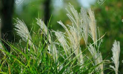 物语系列之《苇》