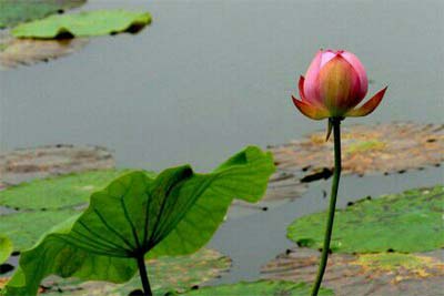 ���Z����ƪ��ҹ������¼