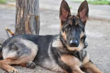 ����Ȯ�����ҡ�