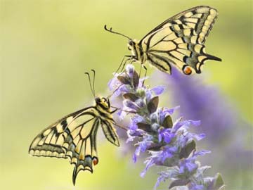 ��ҹ������