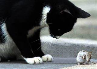 ��԰�Ӽ�һһ�������ھ�è��һ��