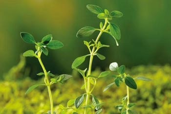 �ڴ�������һ�����ʵ�