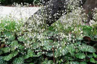 ����Ļ�����