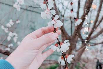 城南花已开,山海逢故人