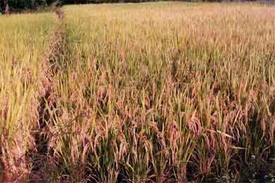 ͯ�����֮���