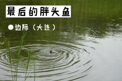 最后的胖头鱼