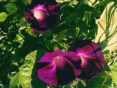 ���µ���