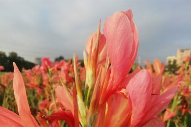 �����ͯ��