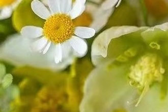 ���Ǹ����ʫ�������ɢ��