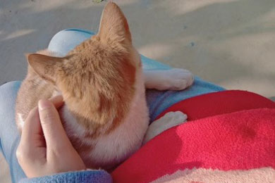 ��è��ɢ��