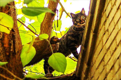 ��Ȼ�ĸ���ɢ��