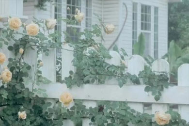 �Ƶ��˼��ɢ��