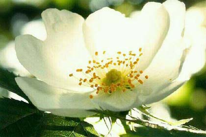 �Ǹ��������һ����į����