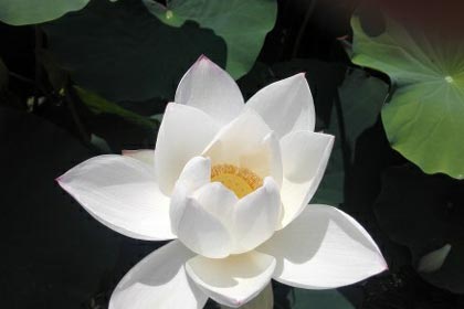 �����Ҹ�������