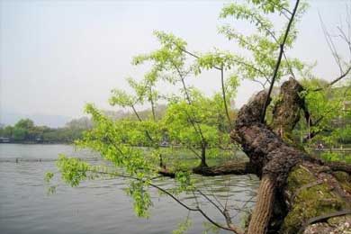 һ��÷���̲ݳ���������