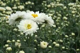 ��İ������