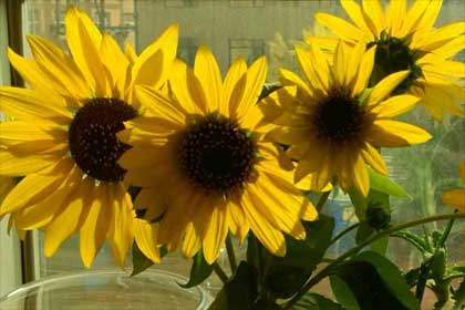 2015����������