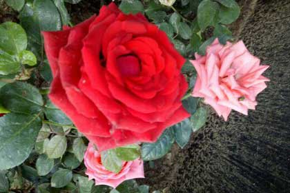 ǽ�ǵ��¼���