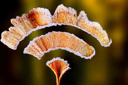 �ҵ�������ţ��