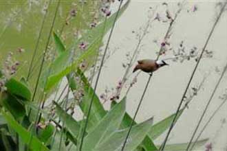 Ī��ɣ���� Ϊϼ������