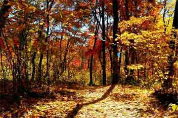 �����Ĺ¶�