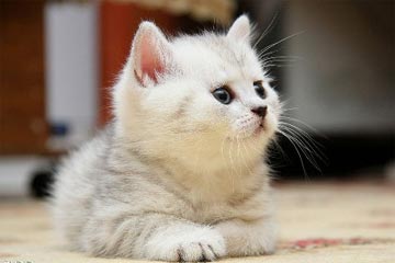 è����ɰ���