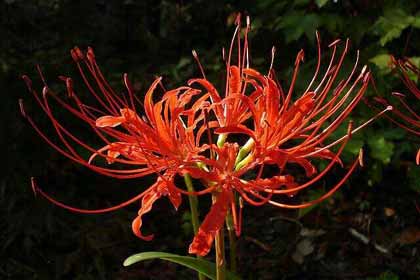 ����ɳ��