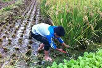 福建泉州市安溪作协同题诗四