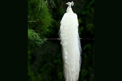 ��������Ϧ