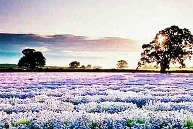 �����ζ��