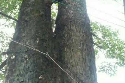 �����ľ����