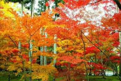 ӽ��