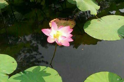 ������Զ