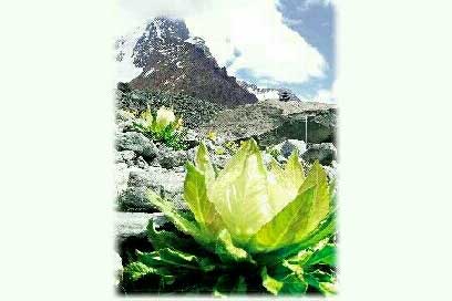 梦里,又见雪莲花开