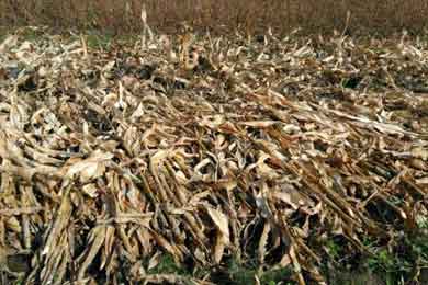 ��ȥ����Զ�����