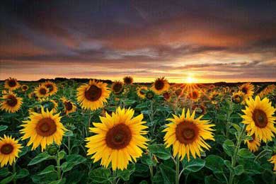 ����(ɢ��ʫ)