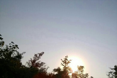 ��ƶ�����