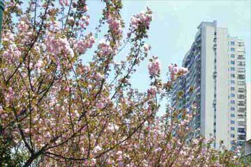 ����ӣ������������