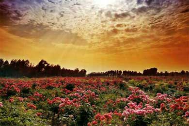 Ҫ����Ը��