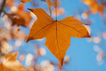 ����ҹ����