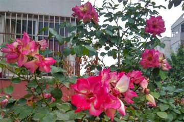 ���ڹ���