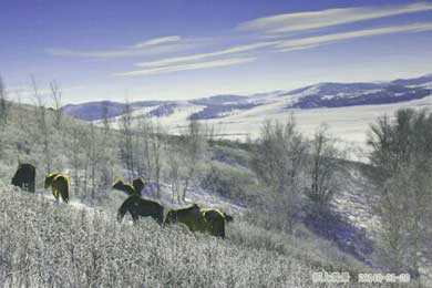 ��ԭѩɽ������