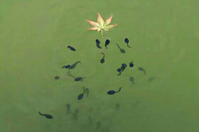 ���Ƶ�С��