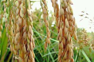 ���ȵĵ�ͷ��һ��������